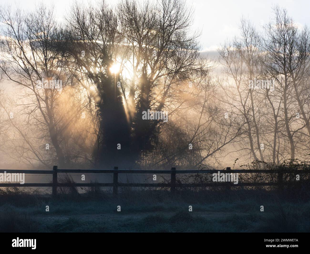Nebbia mattutina con alba, paesaggio, Iffley Meadows, Oxford Regno Unito Foto Stock