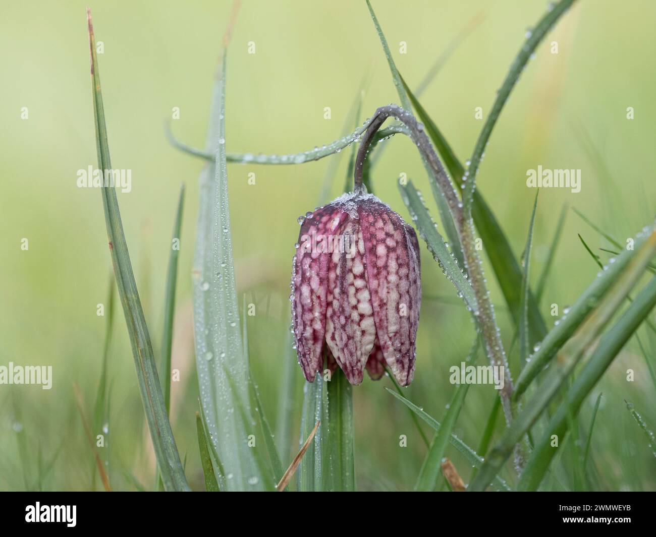 Snakes Head Fritillary Flowers Covered in Early Morning Dew, (Fritillaria meleagris) Iffley Meadows, Oxford UK Foto Stock