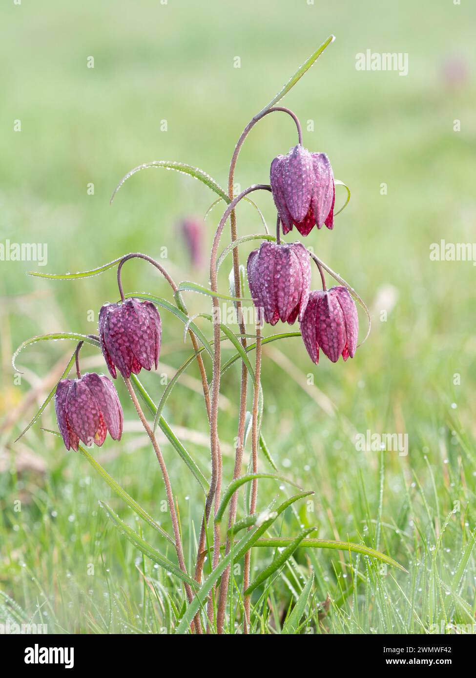 Snakes Head Fritillary Flowers Covered in Early Morning Dew, (Fritillaria meleagris) Iffley Meadows, Oxford UK Foto Stock