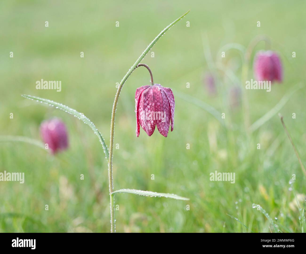 Snakes Head Fritillary Flowers Covered in Early Morning Dew, (Fritillaria meleagris) Iffley Meadows, Oxford UK Foto Stock