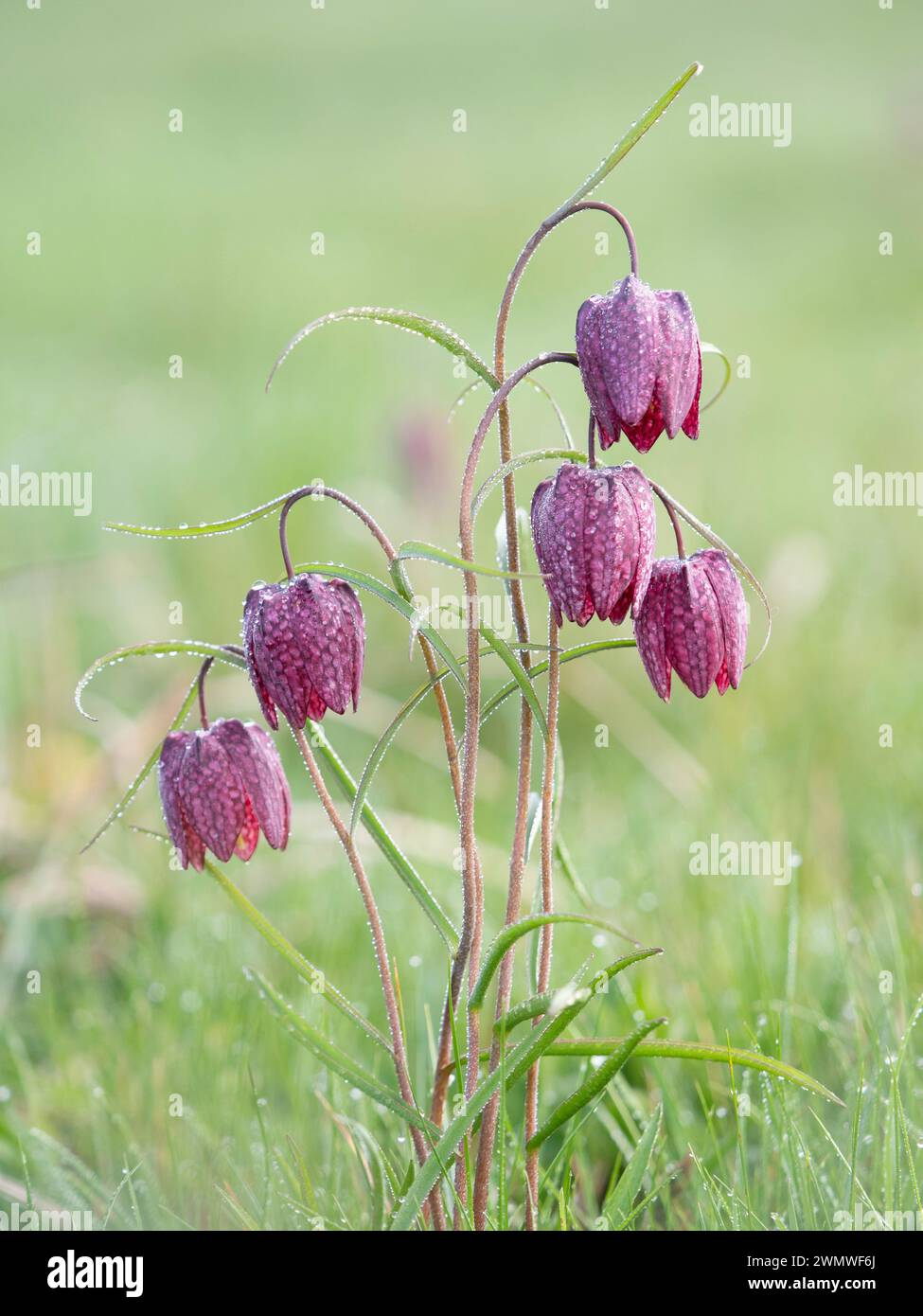 Snakes Head Fritillary Flowers Covered in Early Morning Dew, (Fritillaria meleagris) Iffley Meadows, Oxford UK Foto Stock