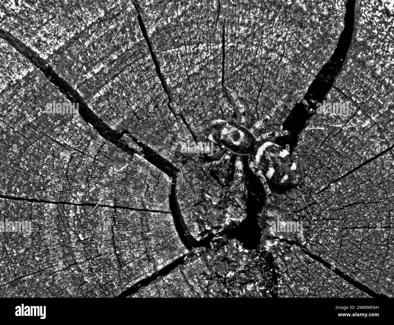 Zebra Jumping Spider (Salticus scenicus) su ceppo di legno, bianco e nero, Wiltshire UK Foto Stock