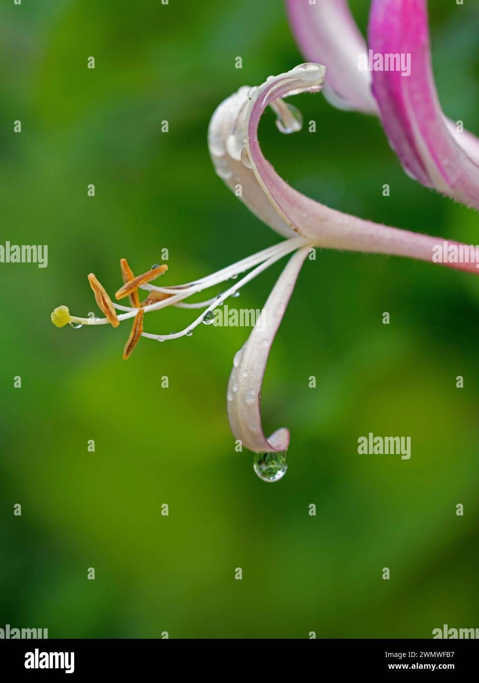 Honeysuckle (Lonicera sp), close up of Stamen, Garden, Wiltshire UK Foto Stock