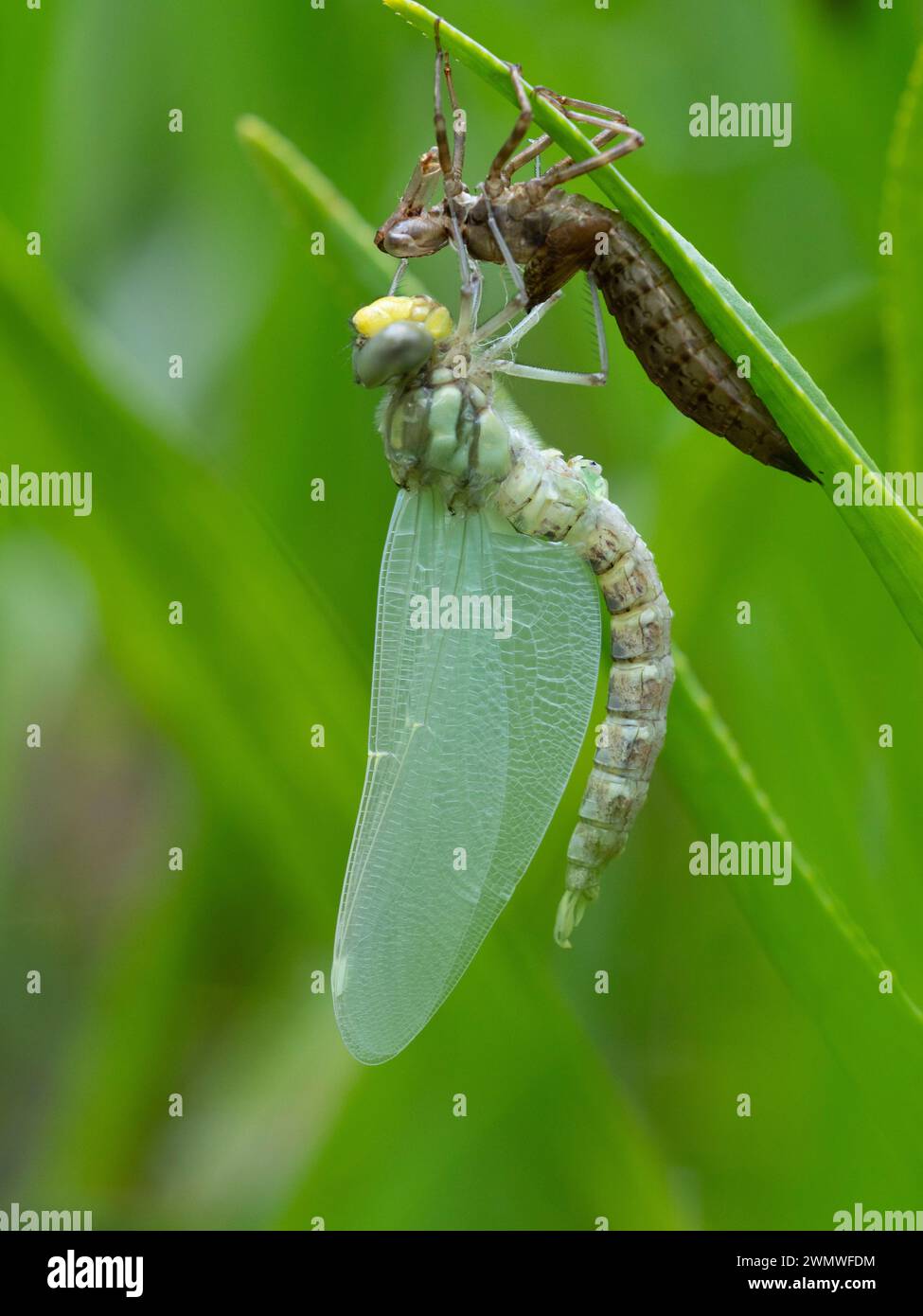 Dragonfly è appena emersa e si è asciugata con Nymph Case (Odonata sp), su una canna sopra lo stagno, Bentley Wood Nature Reserve, Hampshire UK, ha gettato la pelle chiamata An Foto Stock