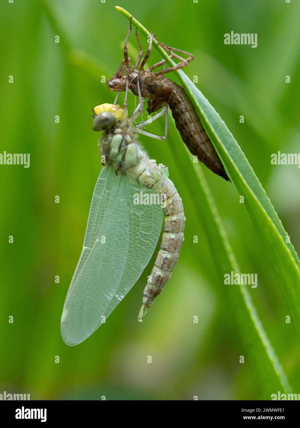 Dragonfly è appena emersa e si è asciugata con Nymph Case (Odonata sp), su una canna sopra lo stagno, Bentley Wood Nature Reserve, Hampshire UK, ha gettato la pelle chiamata An Foto Stock