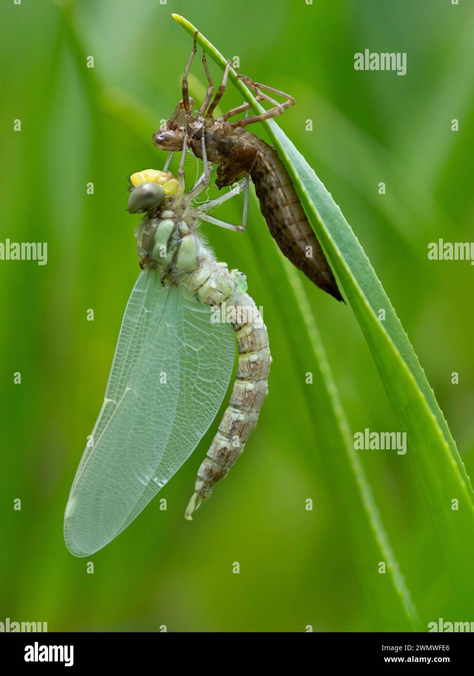 Dragonfly è appena emersa e si è asciugata con Nymph Case (Odonata sp), su una canna sopra lo stagno, Bentley Wood Nature Reserve, Hampshire UK, ha gettato la pelle chiamata An Foto Stock