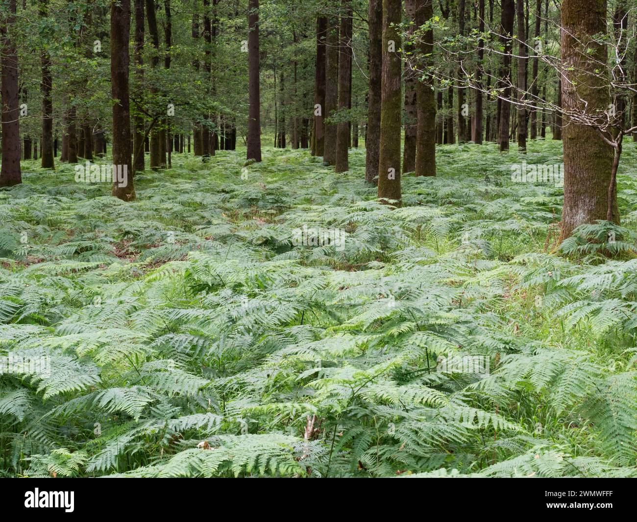 Bracken in Woodland (Pteridium aquilinum) Bentley Wood Nature Reserve, Hampshire Regno Unito Foto Stock
