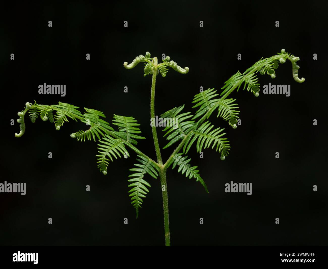 Bracken in Woodland (Pteridium aquilinum) Bentley Wood Nature Reserve, Hampshire Regno Unito Foto Stock