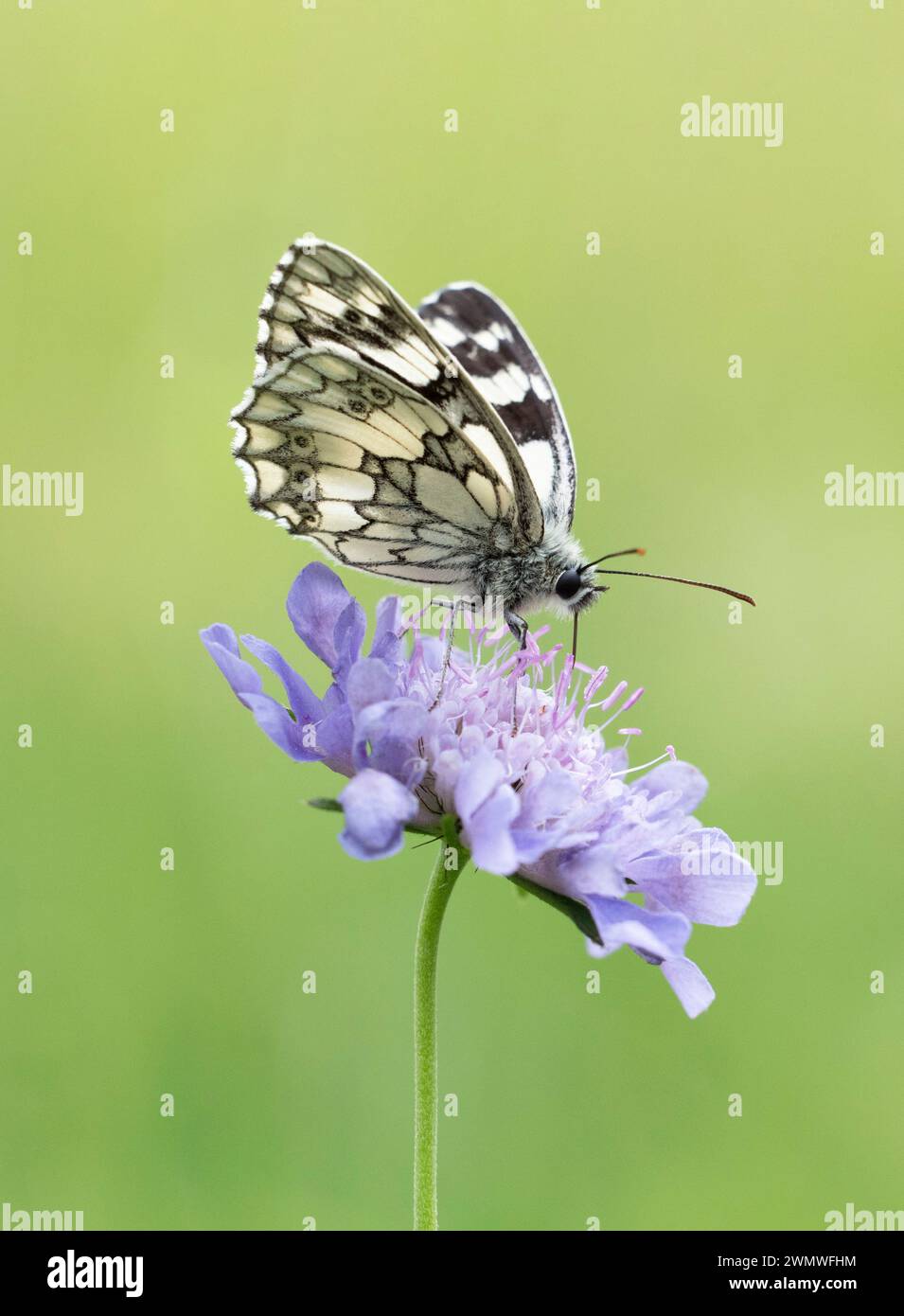 Marbled White Butterfly (Melanargia galathea) che si nutre del Fiore del Cardo della Lancia (Cirsium vulgare) Wiltshire, Regno Unito Foto Stock