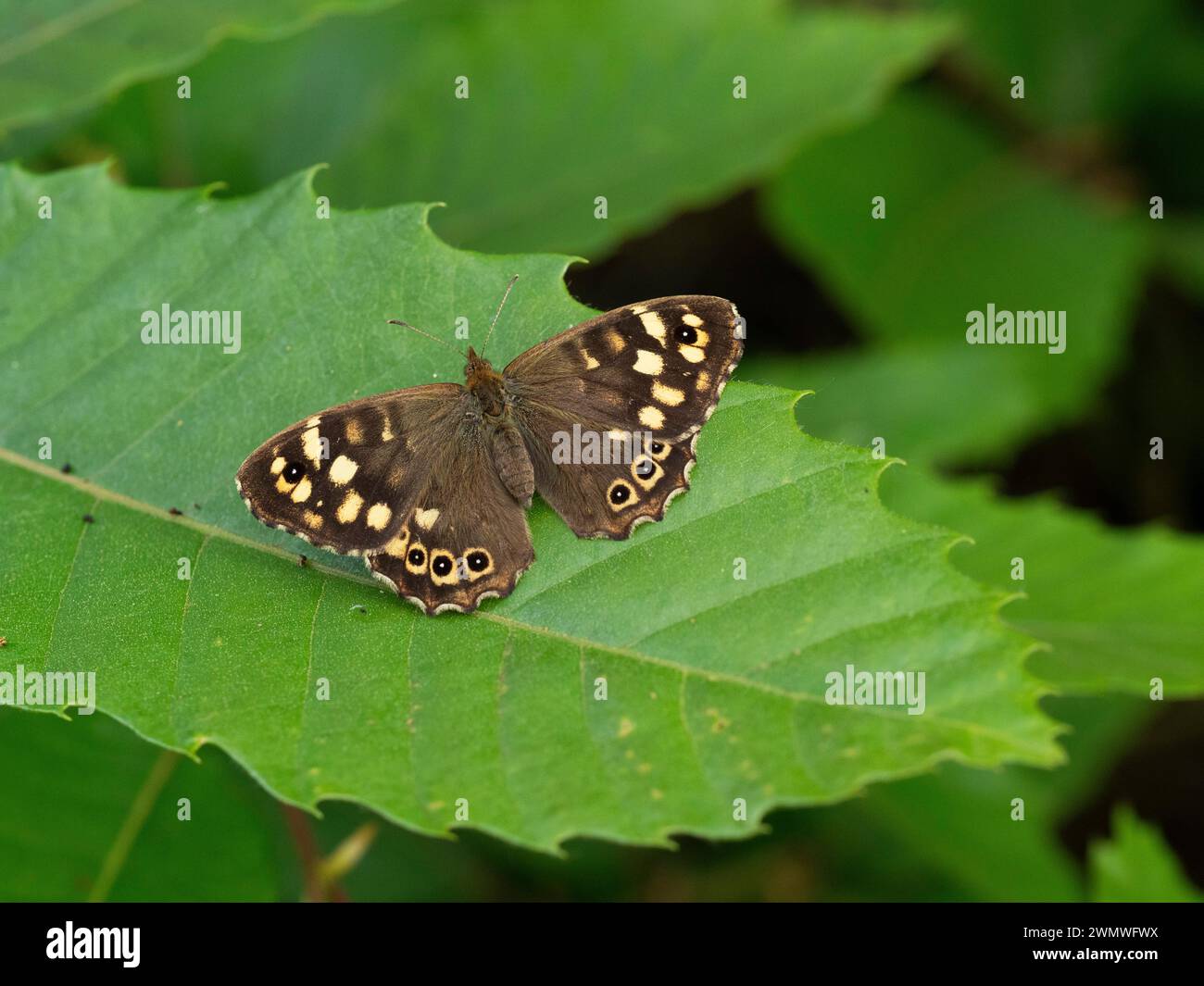Speckled Wood Butterfly (Pararge aegeria) Noar Hill Nature Reserve, Hampshire, Regno Unito Foto Stock