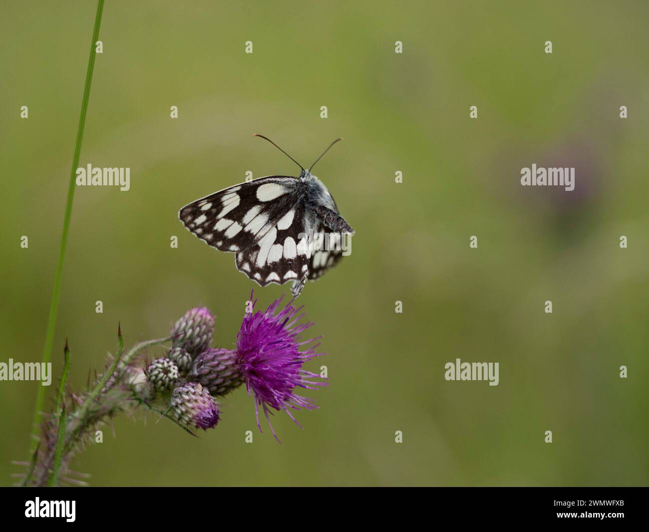 Marbled White Butterfly (Melanargia galathea) in volo sopra Spear Thistle Flower (Cirsium vulgare) Wiltshire UK Foto Stock
