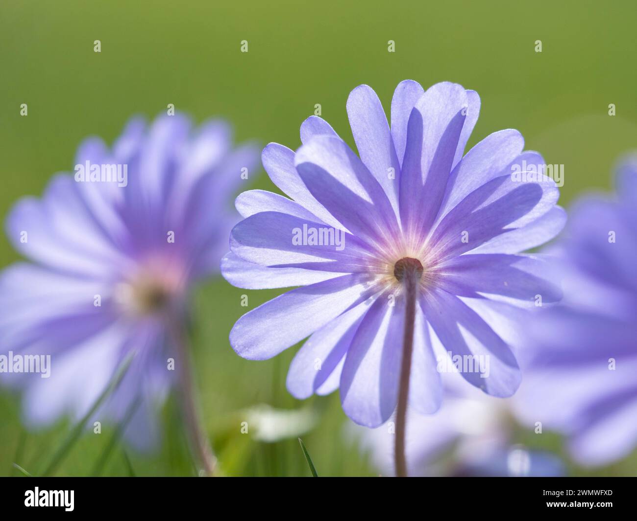 Anemone Flowers, retroilluminazione al sole in giardino, Ramsgate, Kent Regno Unito Foto Stock