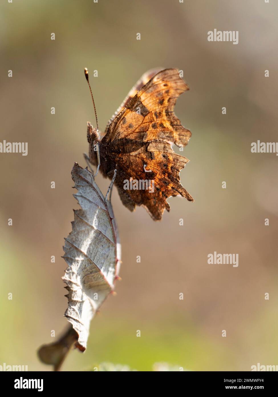 Comma Butterfly (Polygonia-c-album) arroccato su foglia, viw laterale delle ali, Queensdown Warren Nature Reserve, Kent UK Foto Stock
