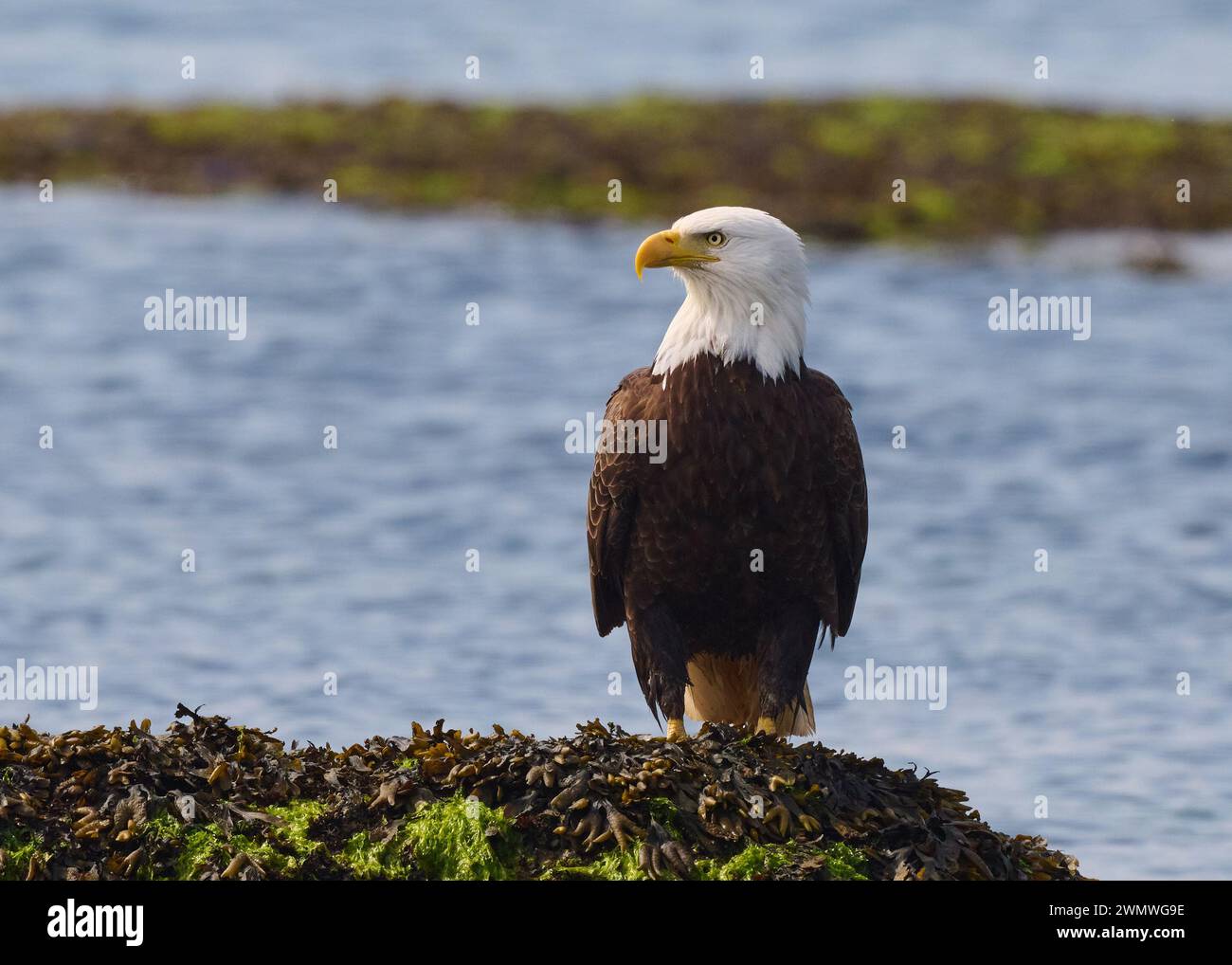 Un'aquila calva che poggia su un mucchio di alghe sulla riva dell'oceano. Foto Stock