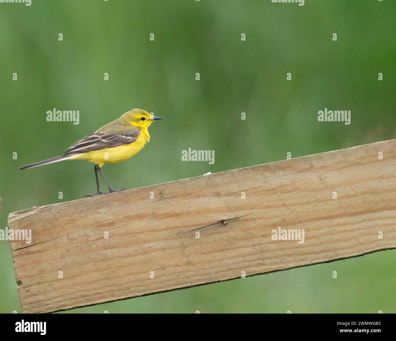 Coda di Wagtail gialla (Motacilla flava) arroccata sul palo della recinzione, Elmley Nature Reserve, Kent Regno Unito Foto Stock