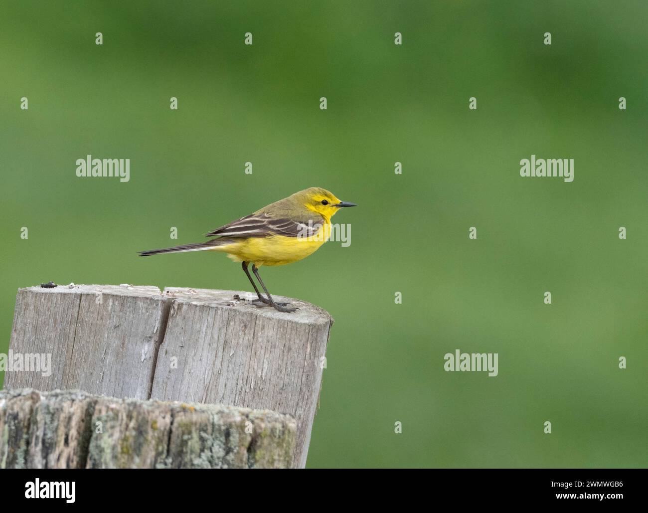 Coda di Wagtail gialla (Motacilla flava) arroccata sul palo della recinzione, Elmley Nature Reserve, Kent Regno Unito Foto Stock