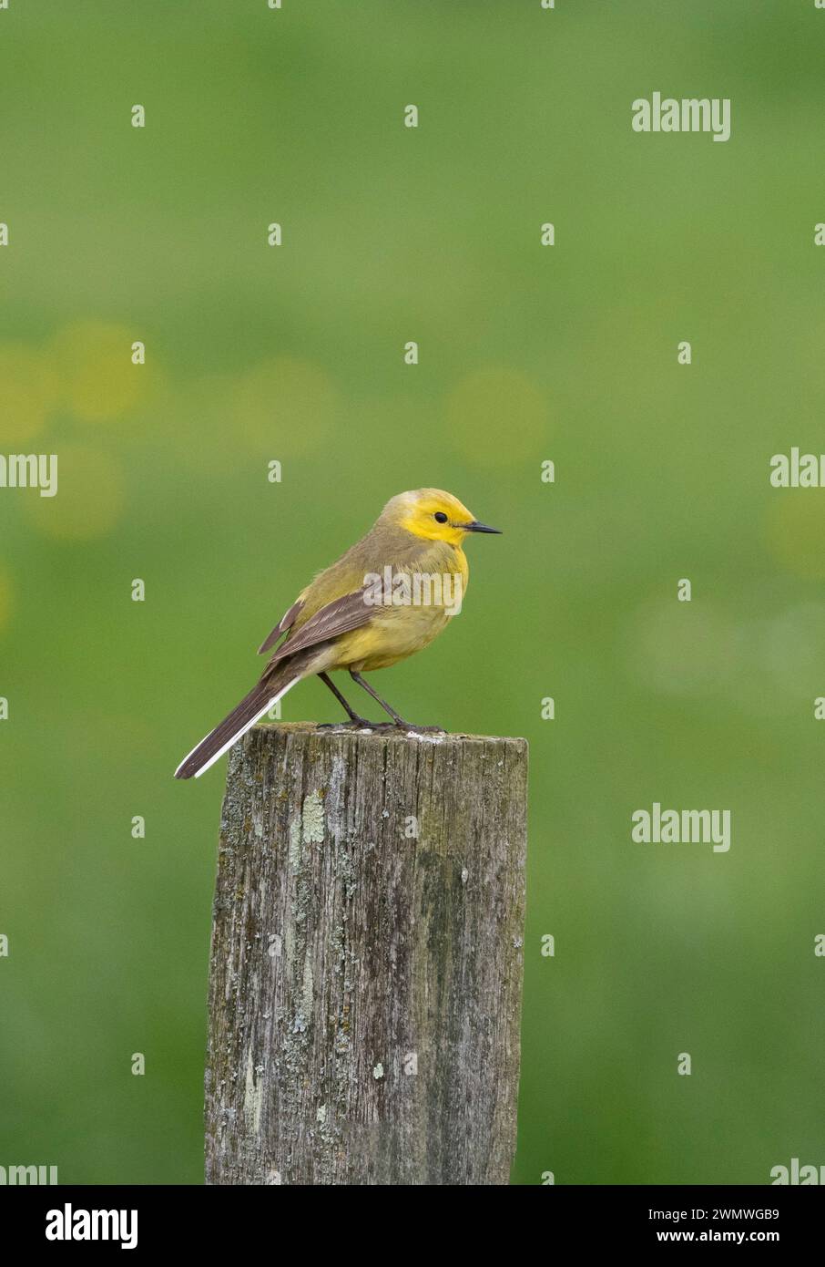 Coda di Wagtail gialla (Motacilla flava) arroccata sul palo della recinzione, Elmley Nature Reserve, Kent Regno Unito Foto Stock