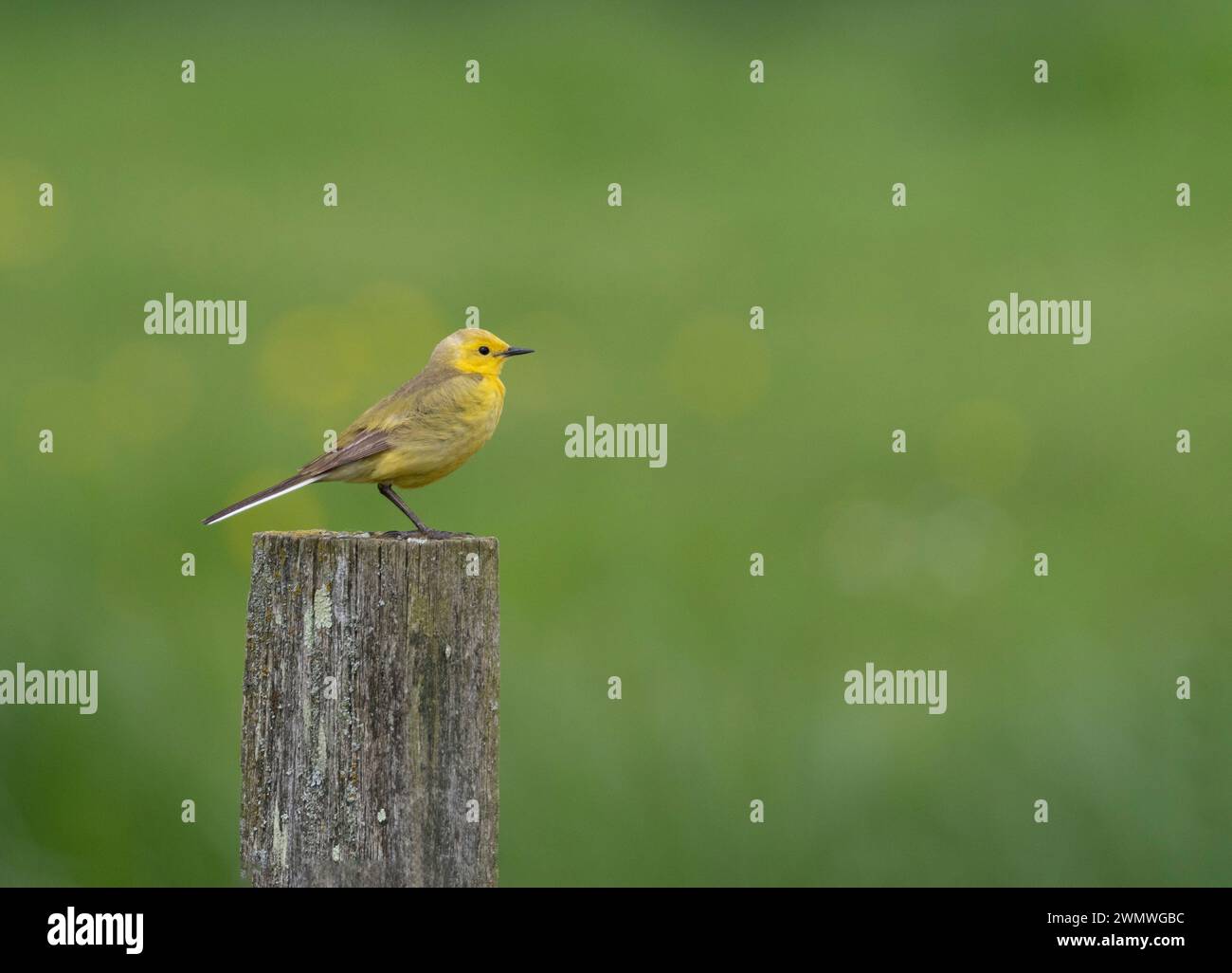 Coda di Wagtail gialla (Motacilla flava) arroccata sul palo della recinzione, Elmley Nature Reserve, Kent Regno Unito Foto Stock
