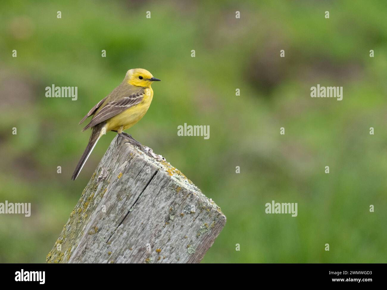 Coda di Wagtail gialla (Motacilla flava) arroccata sul palo della recinzione, Elmley Nature Reserve, Kent Regno Unito Foto Stock