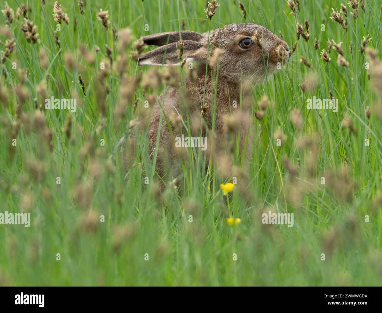 Brown Hare (Lepus capensis) Elmley Nature Reserve, Kent Regno Unito Foto Stock
