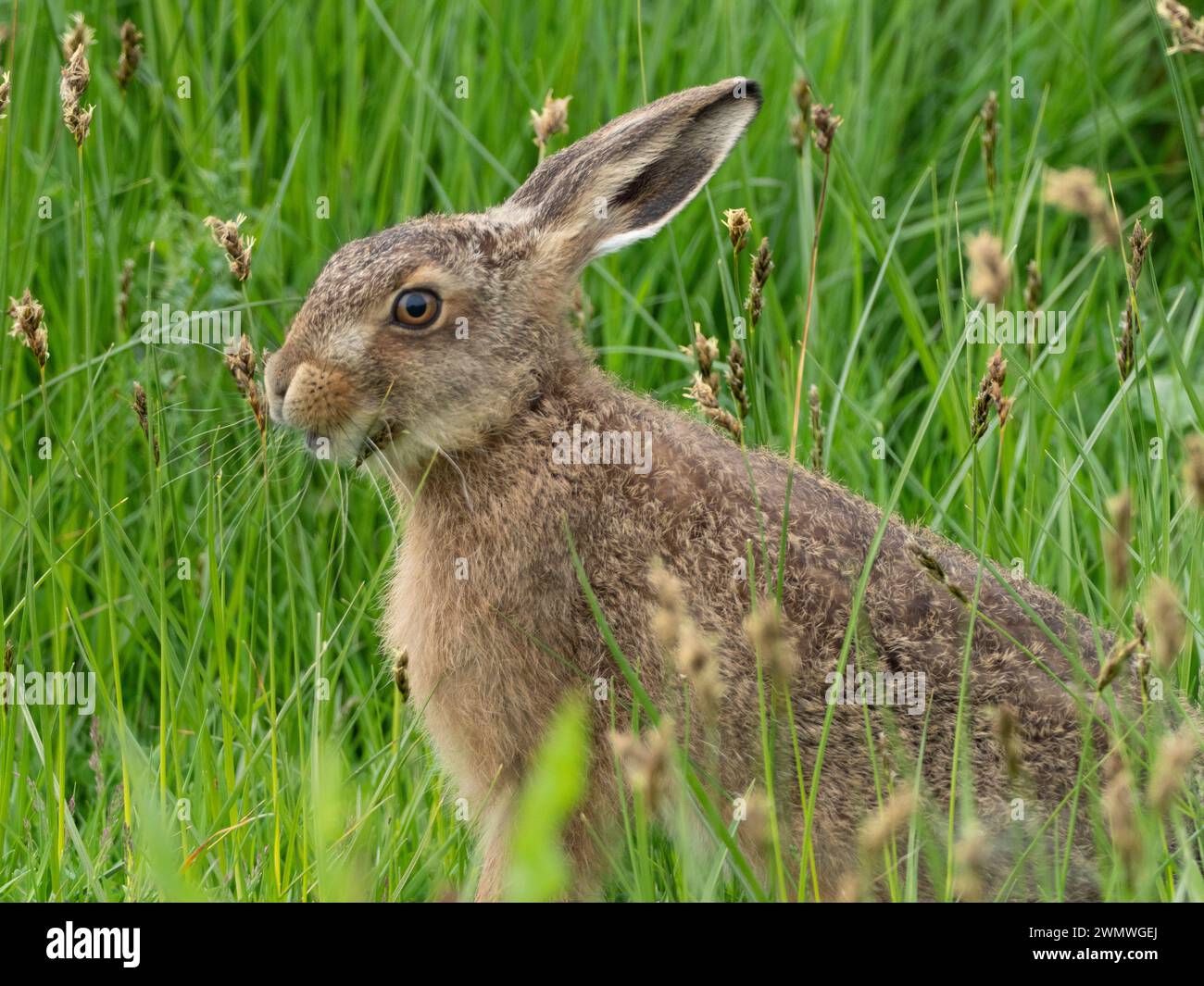Brown Hare (Lepus capensis) Elmley Nature Reserve, Kent Regno Unito Foto Stock