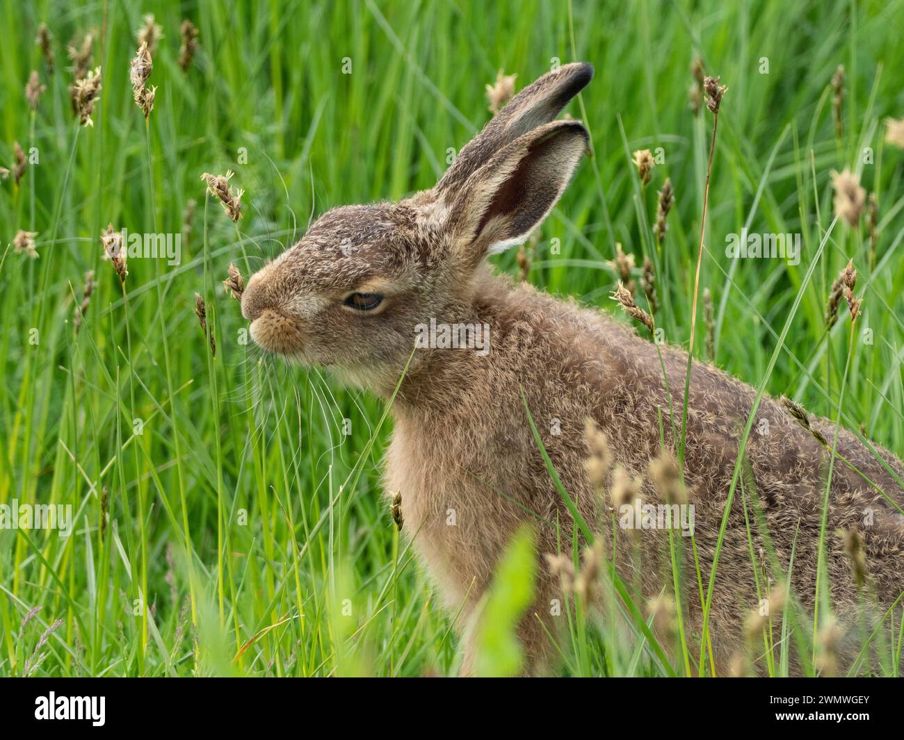 Lepre bruna (Lepus capensis) che si nutre di erba, Elmley Nature Reserve, Kent Regno Unito Foto Stock