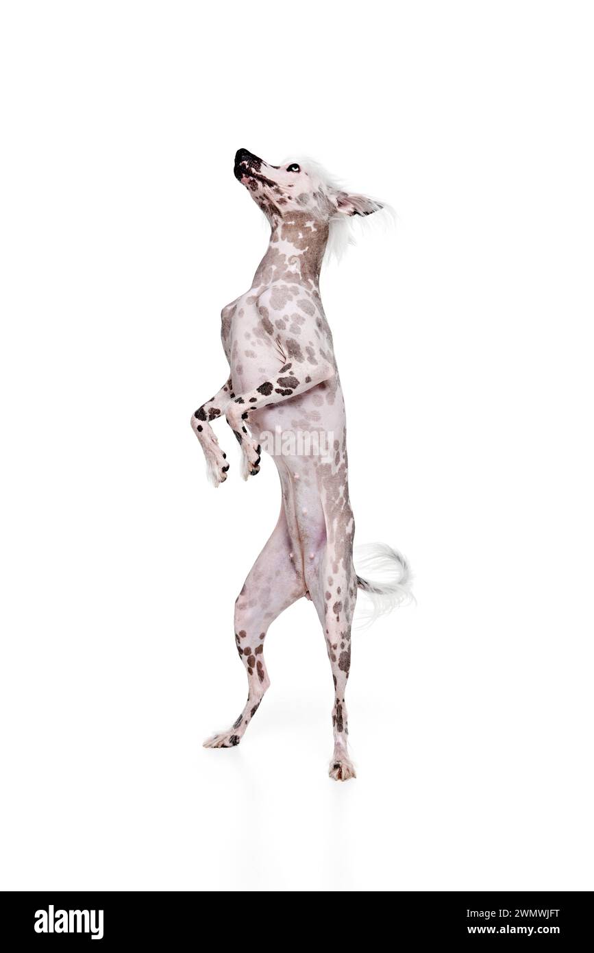 Bellissimo cane di razza pura, cresta cinese di razza pura in piedi su zampe posteriori isolate su sfondo bianco dello studio Foto Stock