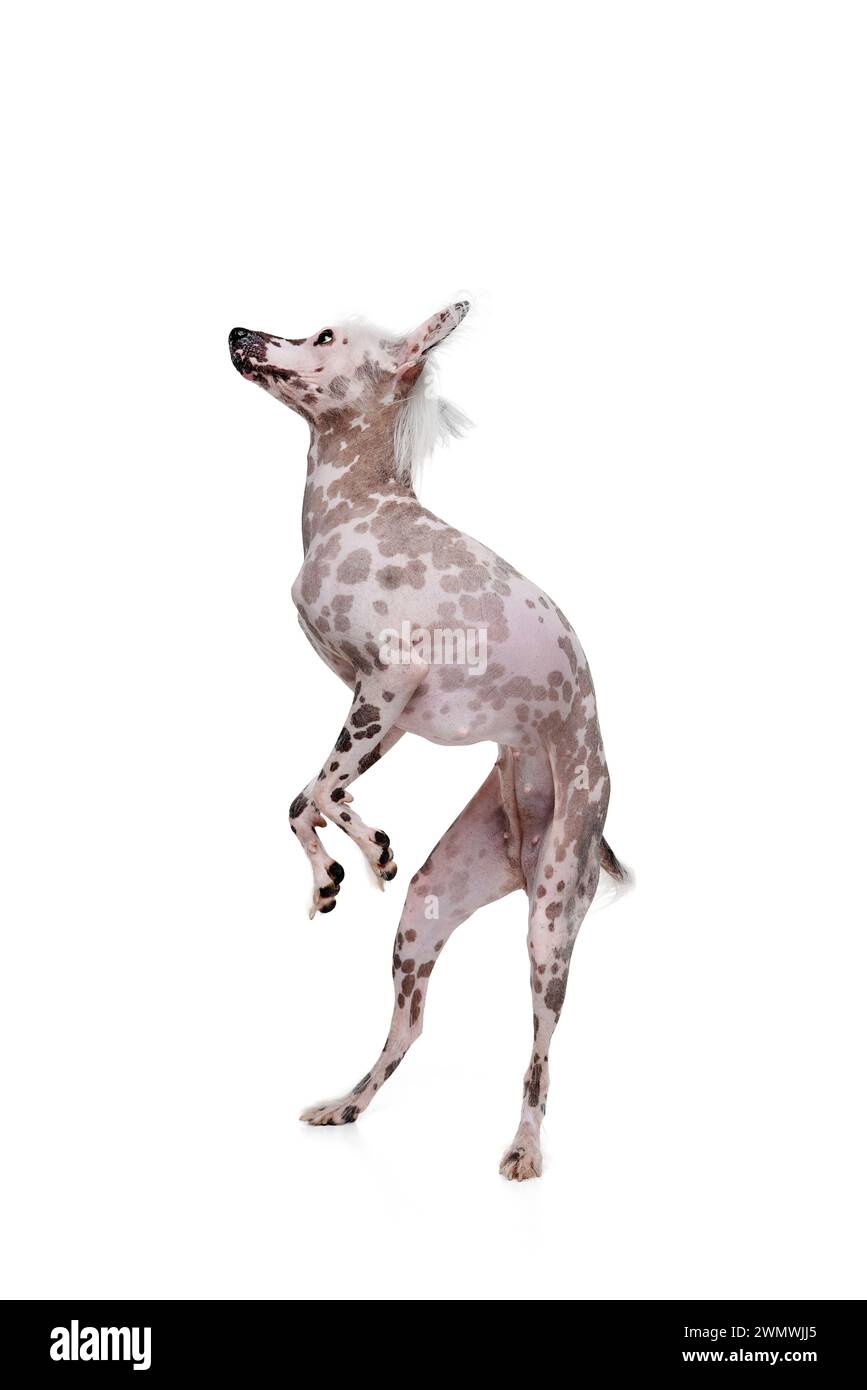 Bellissimo cane di razza pura, cresta cinese di razza pura in piedi su zampe posteriori isolate su sfondo bianco dello studio Foto Stock