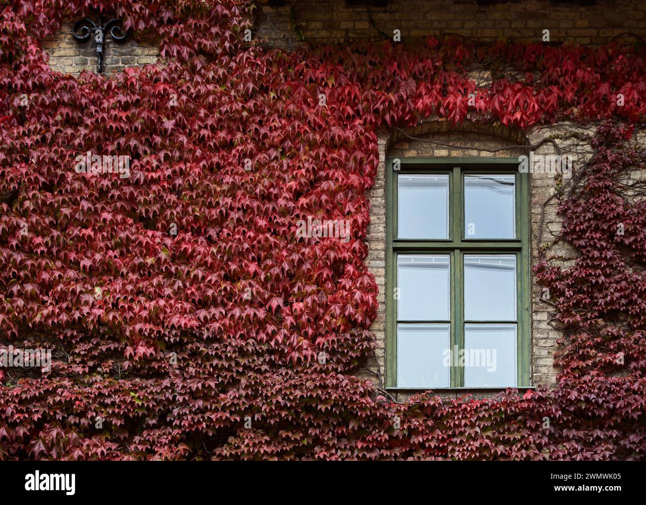 Un'edera rossa intensa in autunno che circonda la vecchia finestra che sale su una facciata di un edificio. L'esterno dell'edificio coperto da foglie di Hedera trasmette un senso di protezione Foto Stock