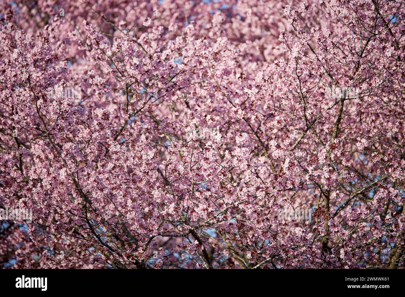 I rami di ciliegio in fiore producono un intenso motivo di fiori rosa. La fioritura dell'albero Sakura con fiori di rosa trasmette una sensazione morbida o morbosa Foto Stock
