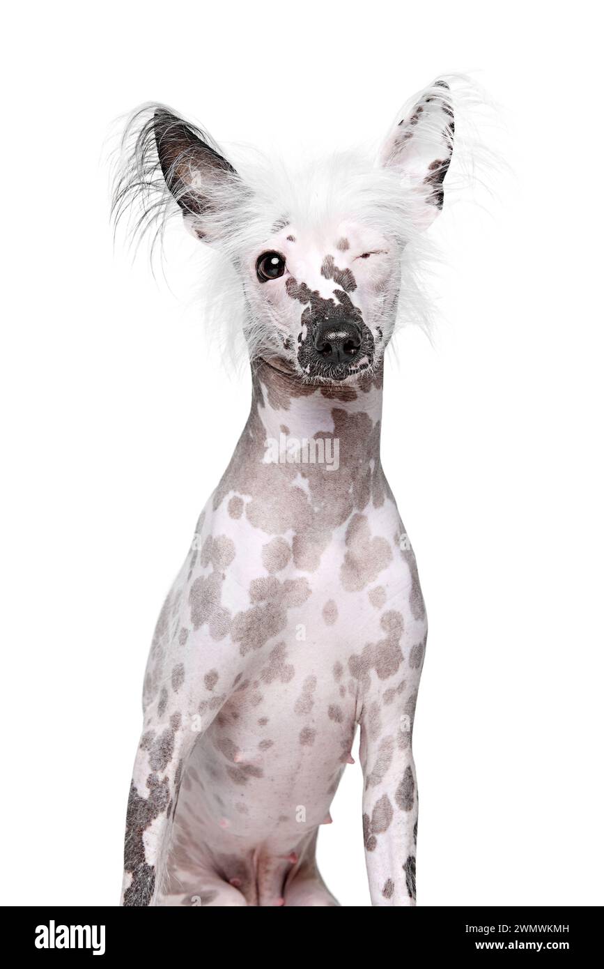 Ritratto di un bellissimo cane crestato cinese di razza pura con un colore maculato isolato su sfondo bianco dello studio Foto Stock