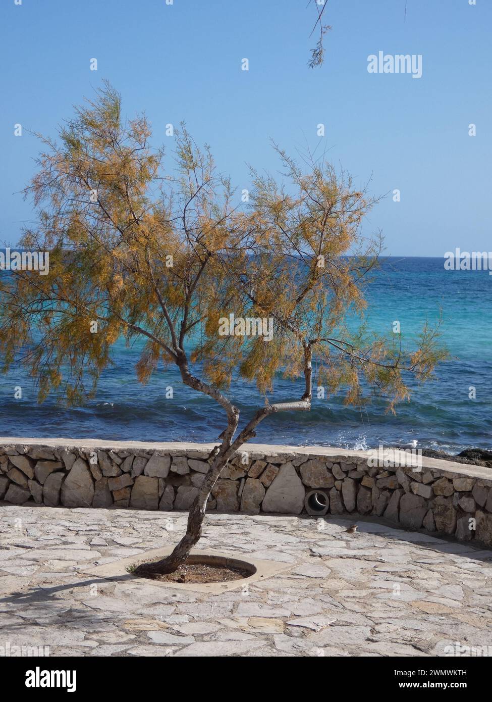 Un albero isolato vicino al muro di pietra vicino al mare, a Maiorca, Spagna Foto Stock