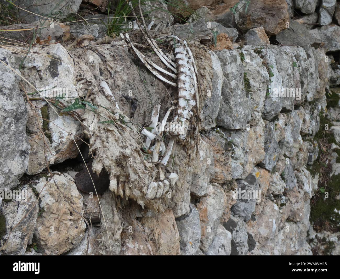 Un primo piano di uno scheletro sul muro, a Maiorca Foto Stock