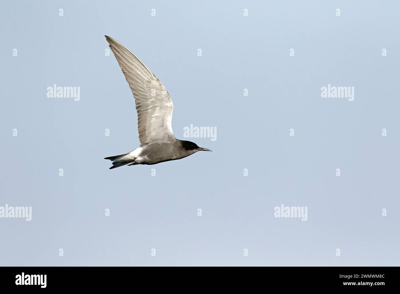 Black Tern in volo Foto Stock
