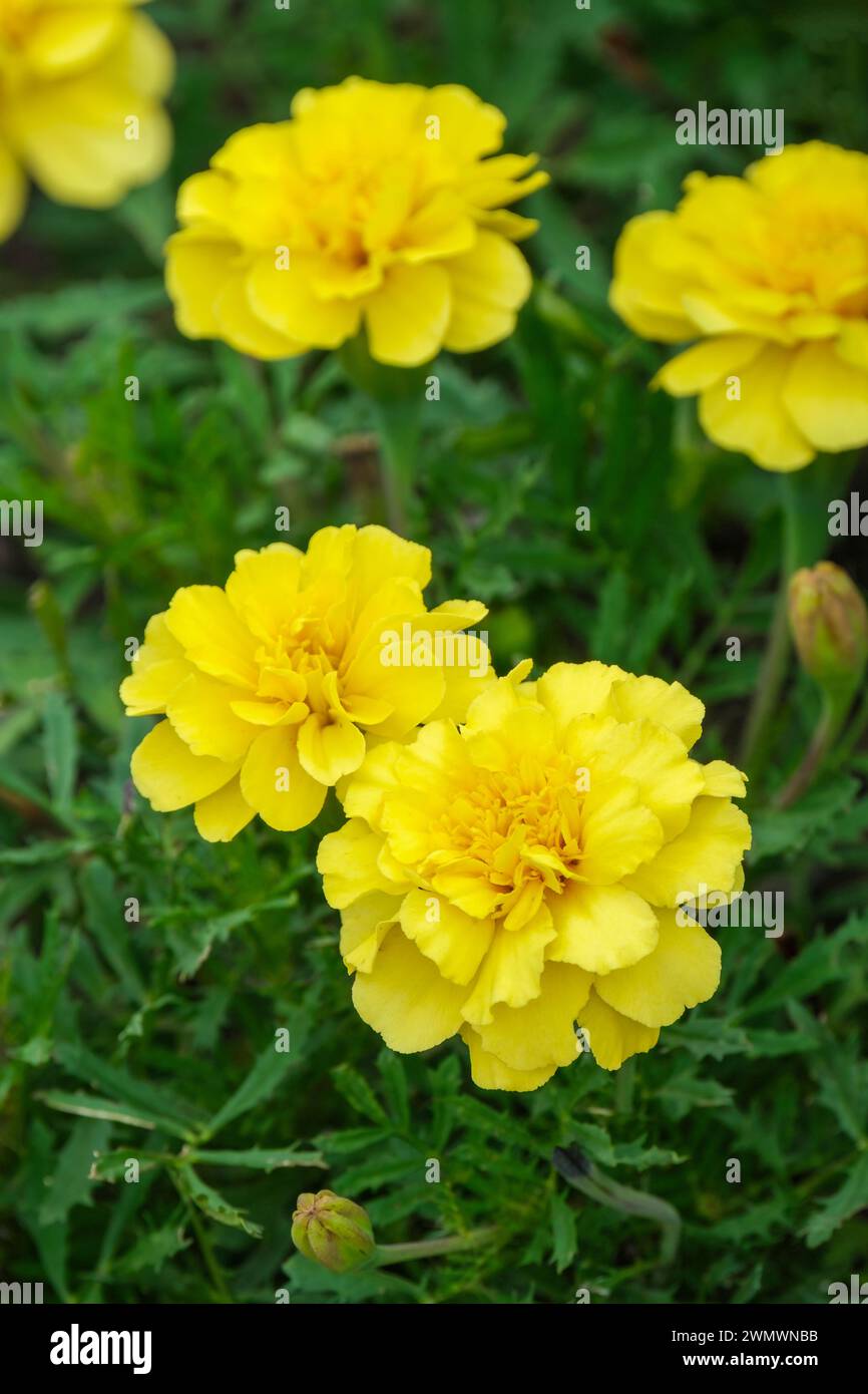 Crema alla vaniglia Alumia Marigold, patula Tagetes patula crema alla vaniglia Alumia, calendula francese, annuale, fiori giallo burro pallido. Foto Stock
