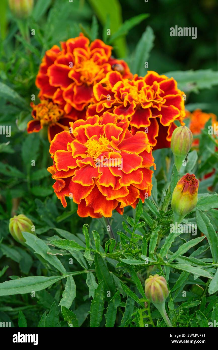 Marigold Bonita francese, Tagetes patula Bonita, colori arancio, marrone, marrone scuro, giallo, giallo e marrone, Foto Stock