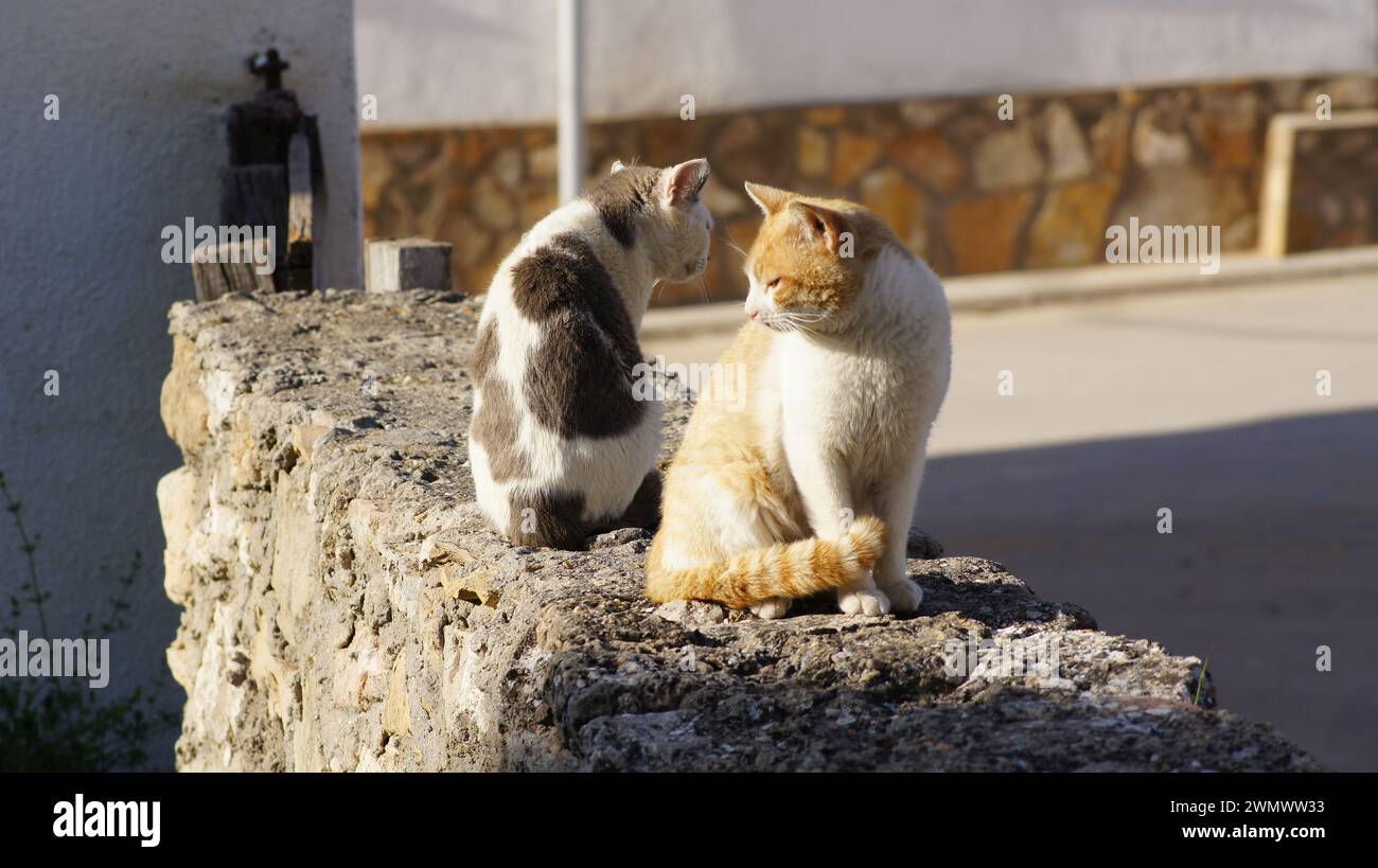 Un primo piano di due gatti seduti da vicino su un muro di pietra Foto Stock