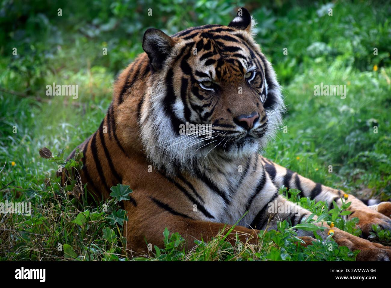 Tigre in libertà, conservazione, fauna selvatica Foto Stock