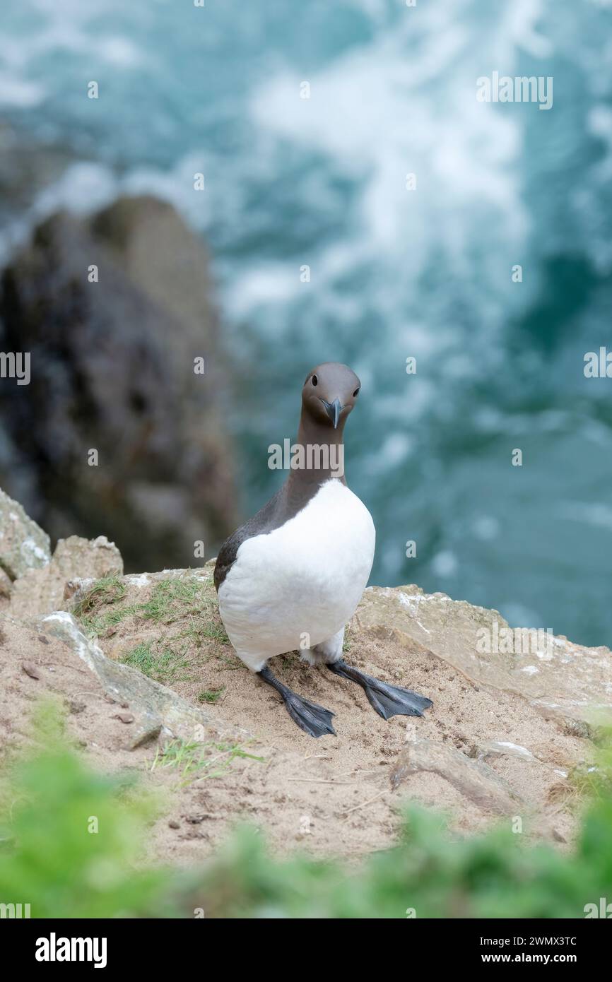 Comune Guillemot, arroccato su una scogliera che guarda la macchina fotografica Foto Stock