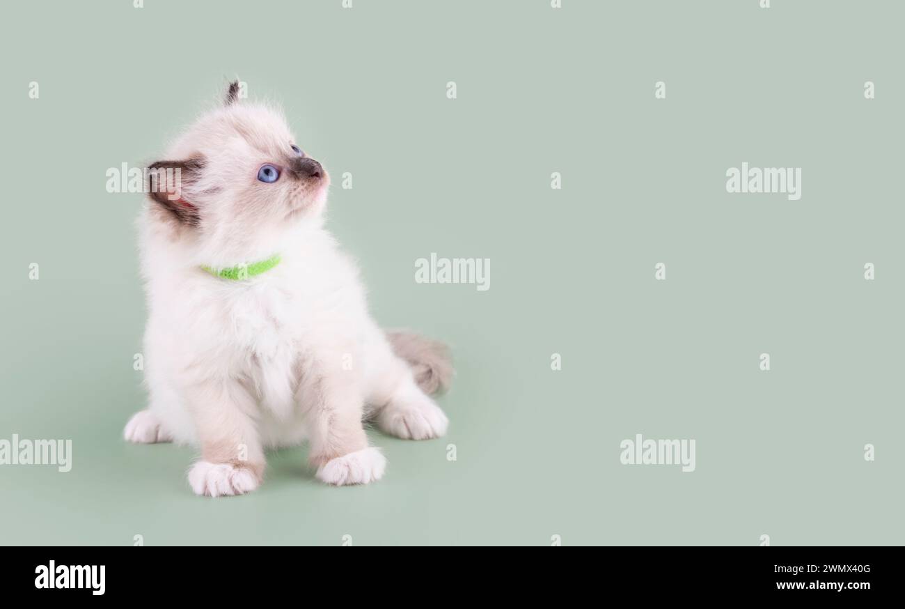 gattino ragdoll con occhi blu con colletto verde su sfondo verde. Spazio per il testo. Foto per scheda e calendario Foto Stock
