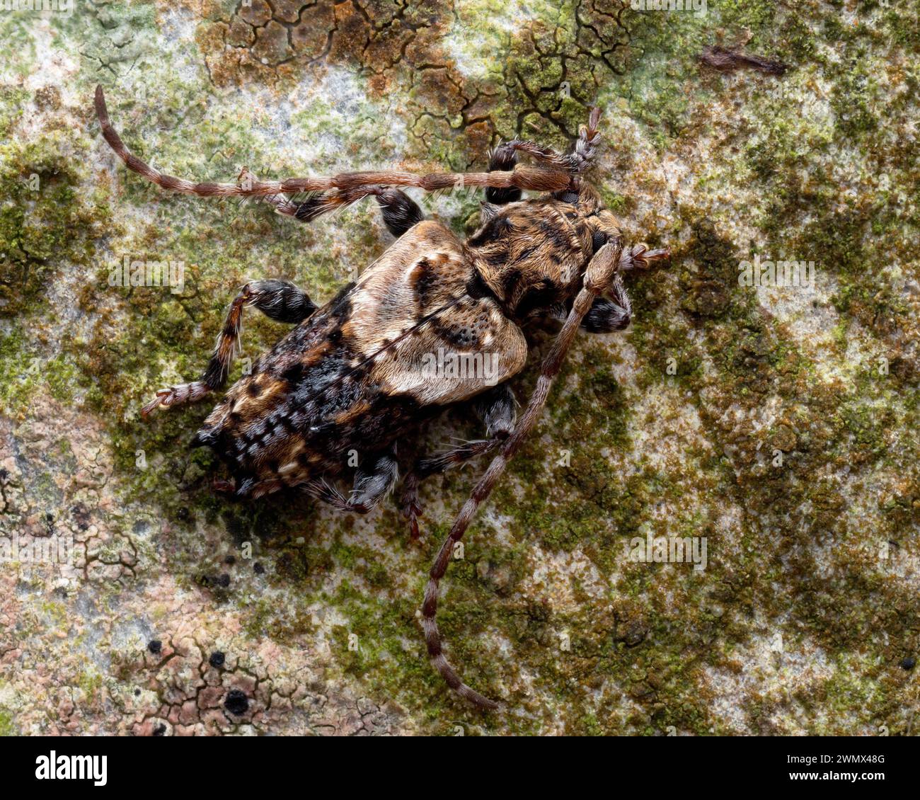 Scarabeo di Longhorn (Pogonocherus hispidus) sulla lapide. Tipperary, Irlanda Foto Stock