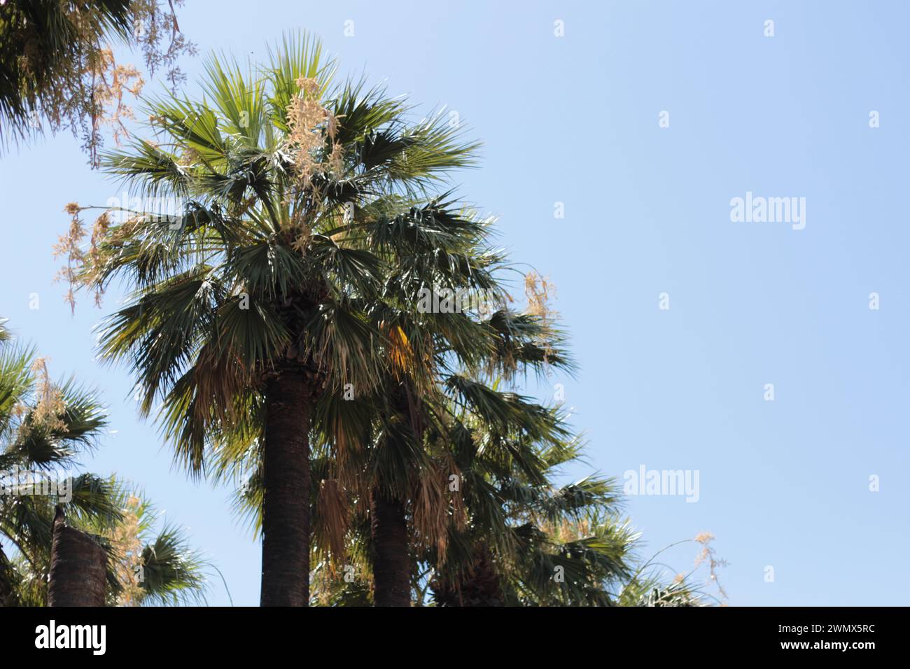 Nel cuore del Giardino Botanico di Atene, maestose palme oscillano dolcemente nella brezza, le loro fronde verdeggianti che raggiungono il cielo in un Grac Foto Stock