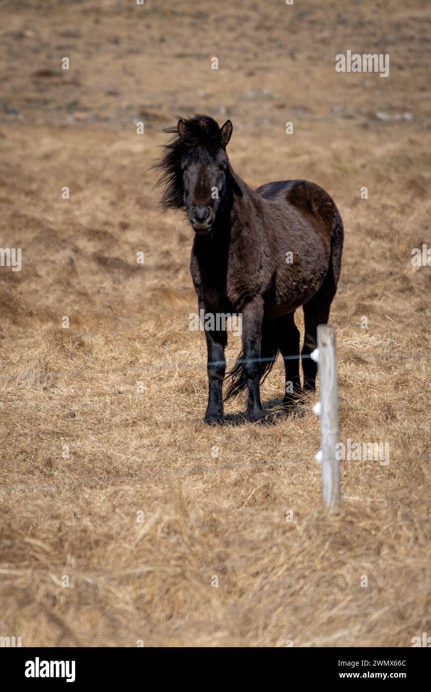 Un pony nero in un campo asciutto dietro una recinzione metallica Foto Stock
