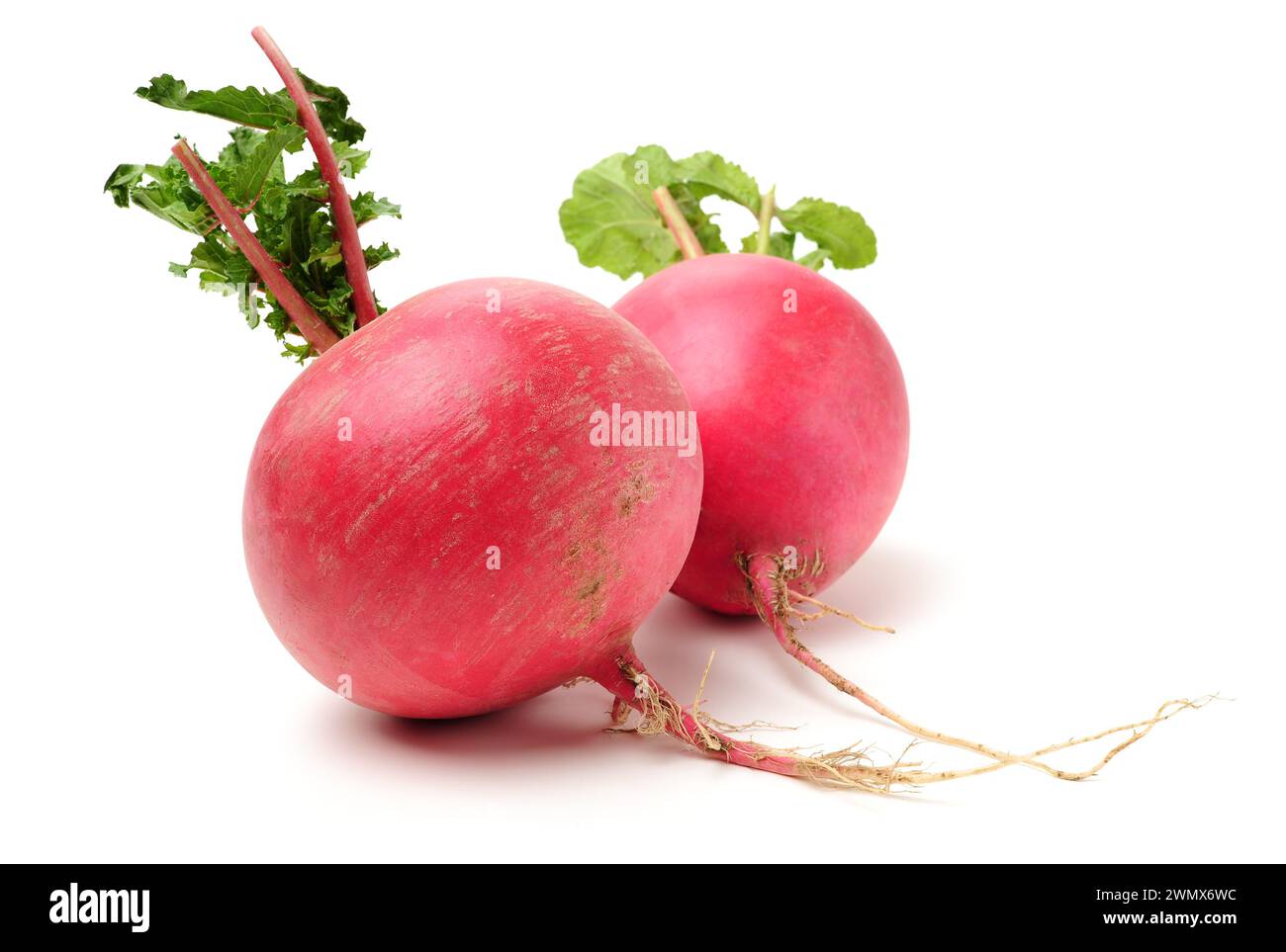 Rosso fresco ravanelli isolati su sfondo bianco Foto Stock