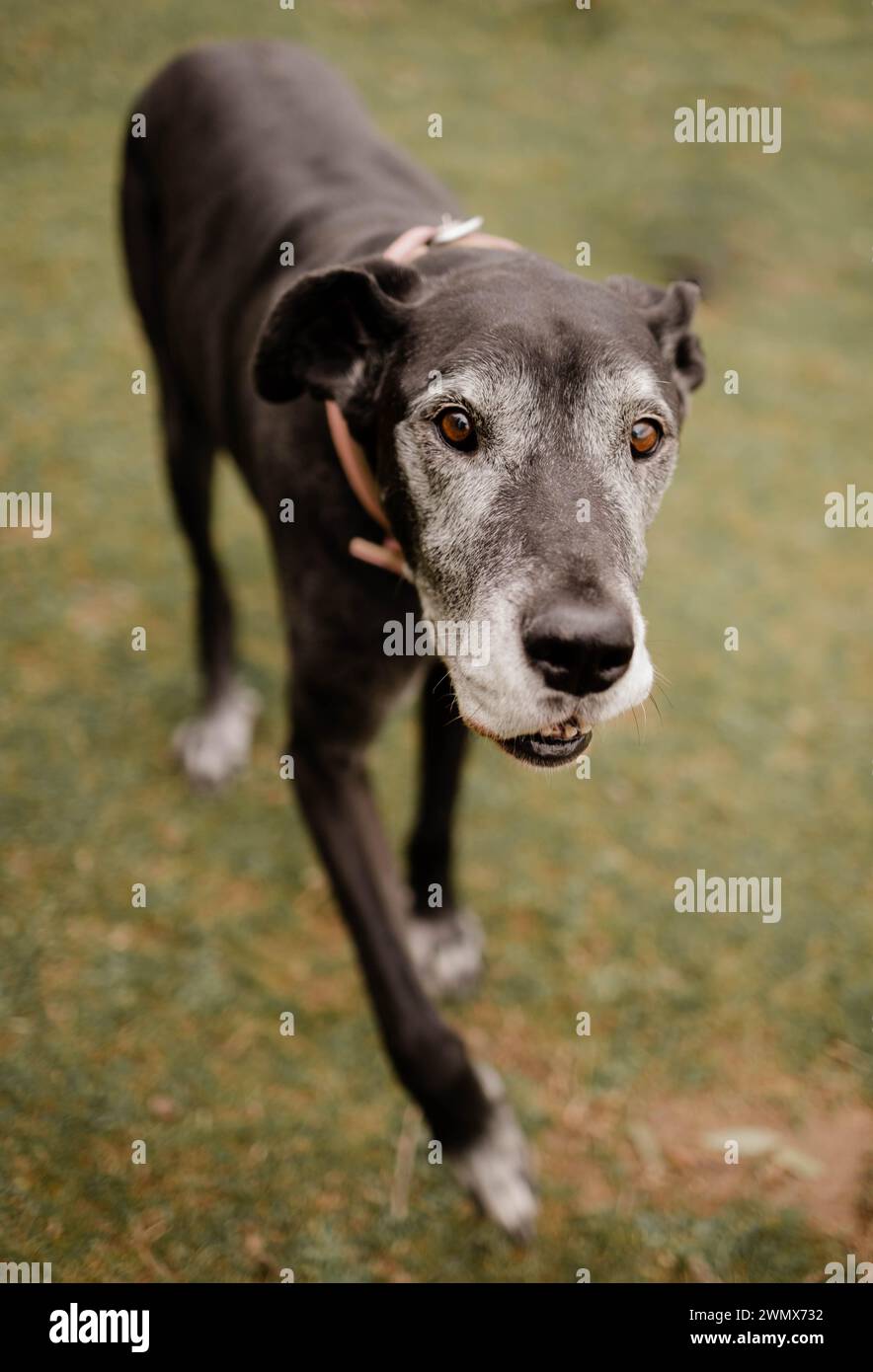 Cane del grande danese Foto Stock