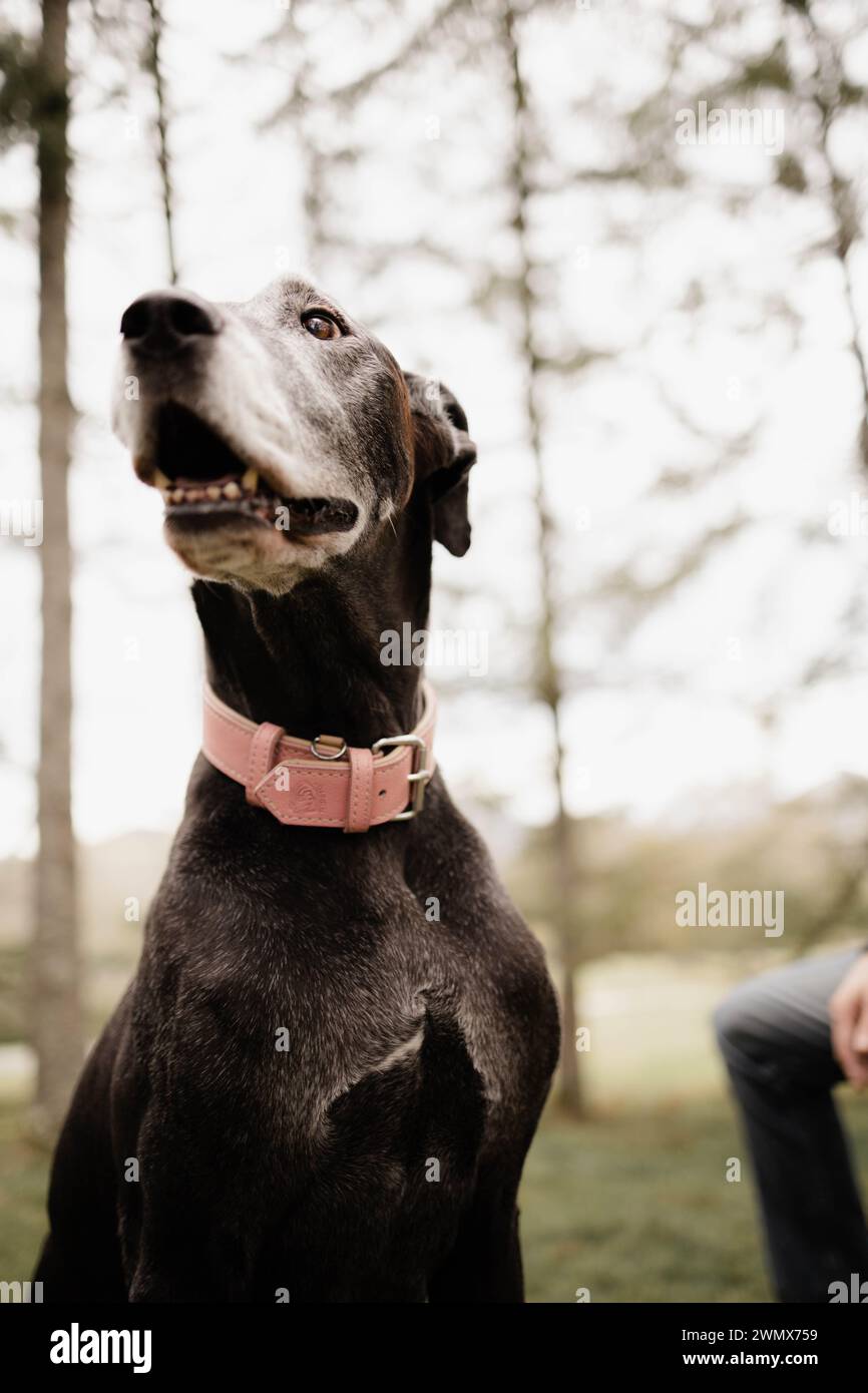 Cane del grande danese Foto Stock