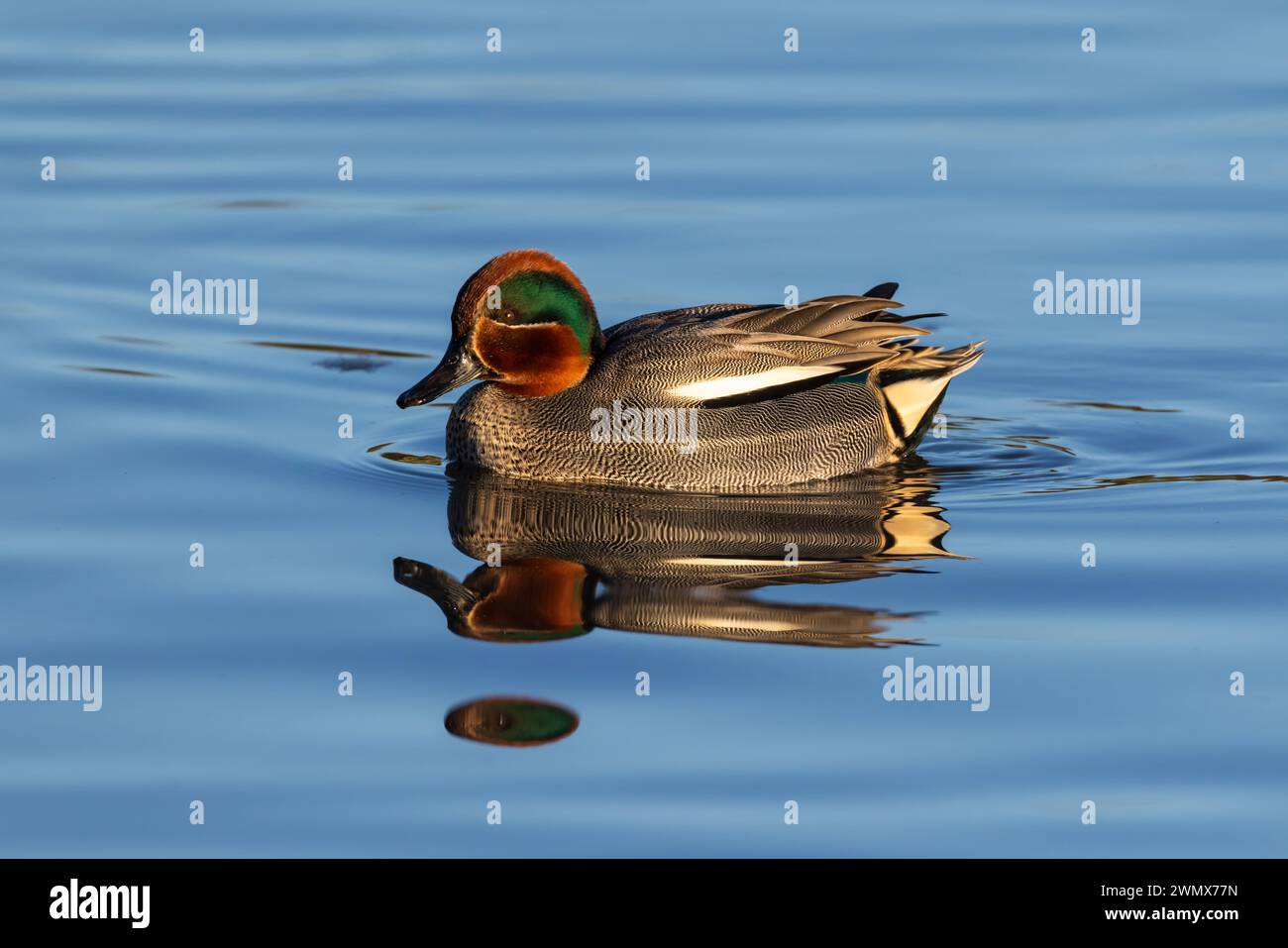 Teal Drake sull'acqua alla luce del mattino presto Foto Stock