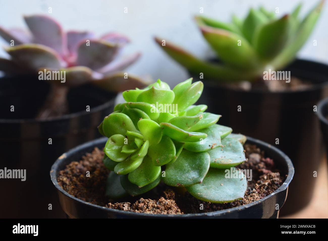 Le piante succulente hanno una forma miniaturizzata. Le foglie spesse contengono molta acqua. Questa pianta è di solito piantata in piccoli vasi per essere utilizzata come orname Foto Stock