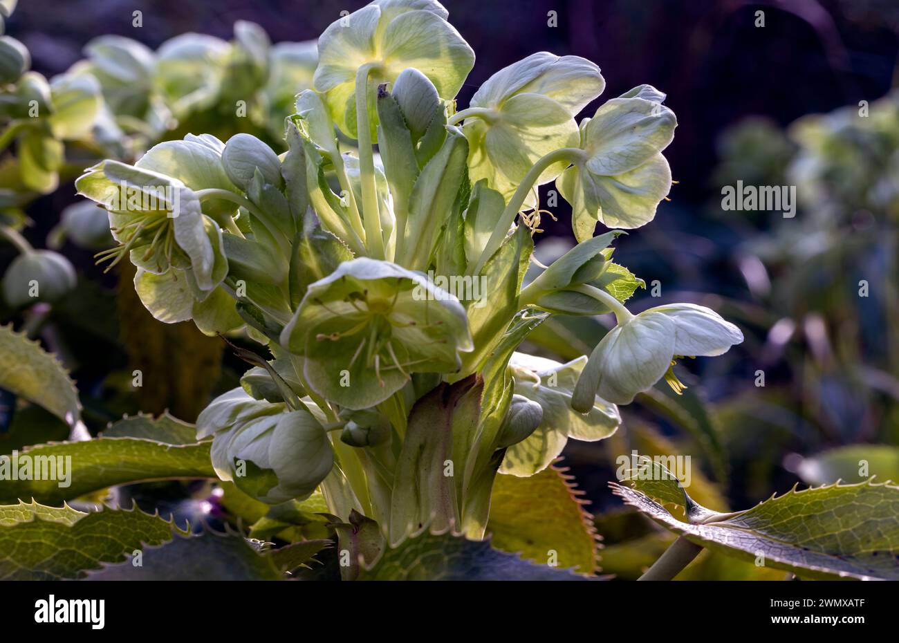 Attraenti fiori verdi di Hellebore corso o argutifolius "Pizzo d'Argento" che fioriscono con uno sfondo di foglie nel tardo inverno e all'inizio della primavera, Co Foto Stock