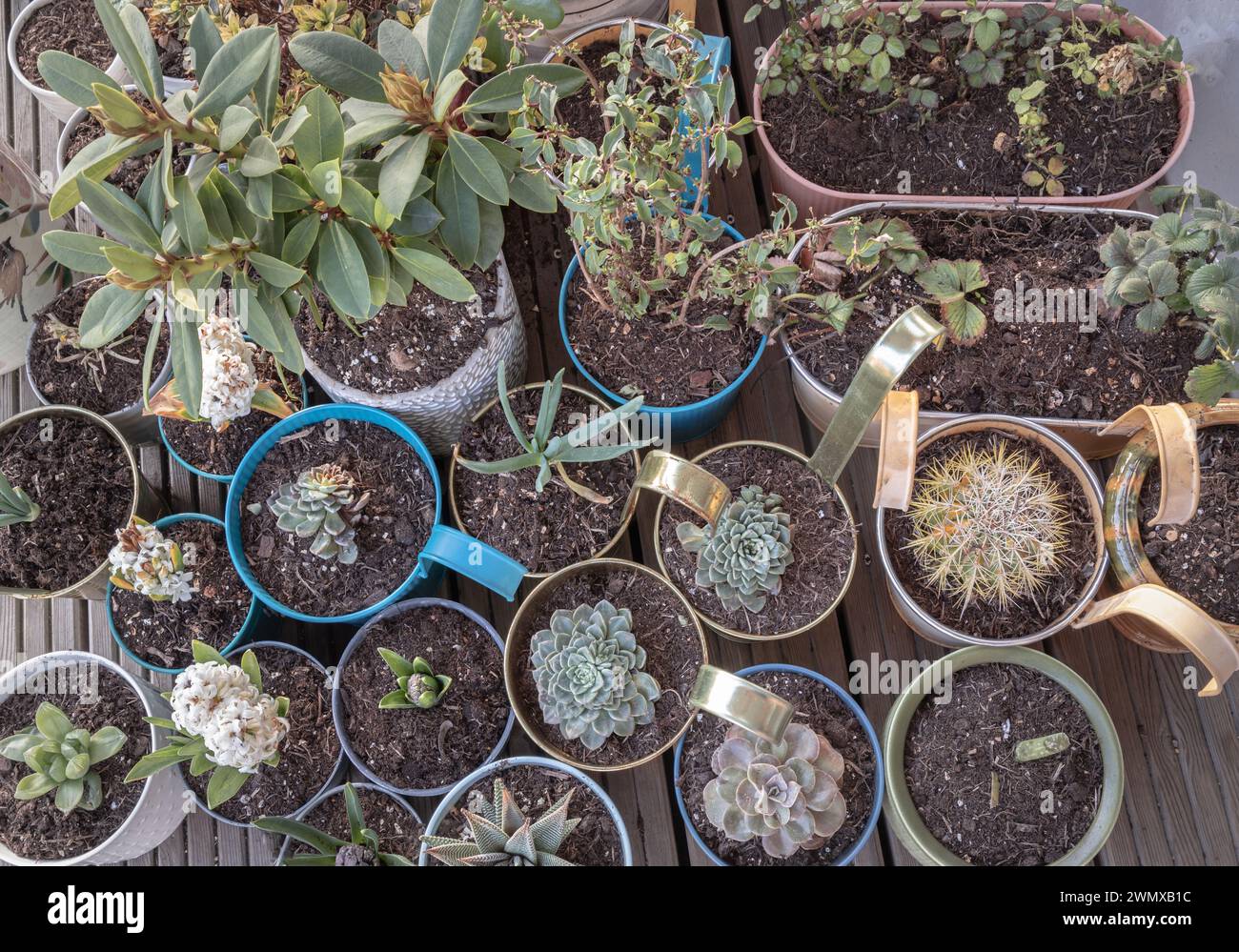 Fiori coltivati in casa, succulenti, cactus e altri alberi in vasi sul giardino con balcone. Piante ornamentali in piedi su una terrazza, piante naturali in vaso Foto Stock